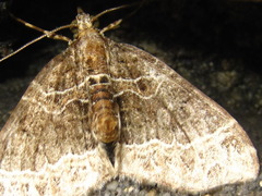 Ecliptopera umbrosaria