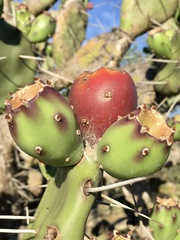 Opuntia rioplatense