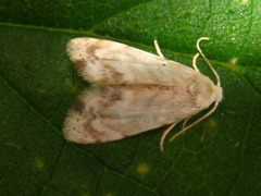 Holocryptis ussuriensis