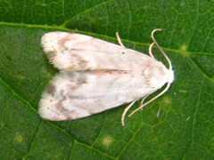 Holocryptis ussuriensis