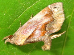 Lophomilia polybapta