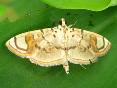 Pycnarmon pantherata