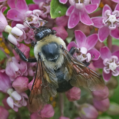 Bombus griseocollis