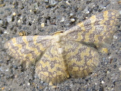 Idaea auricruda