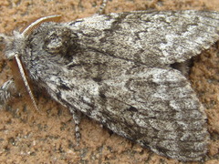 Calliteara argentata