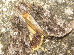 Acronicta catocaloida