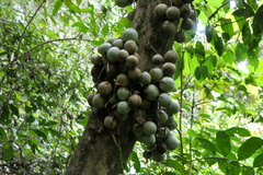 Baccaurea lanceolata