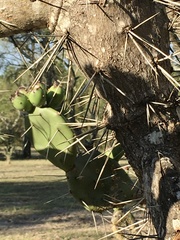Opuntia rioplatense
