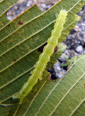 Hypena abalienalis