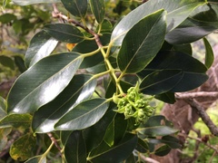 Metrosideros macropus