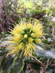 Metrosideros macropus