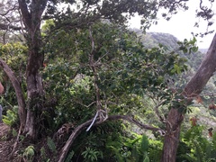 Metrosideros macropus