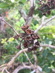 Metrosideros macropus