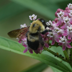 Bombus griseocollis