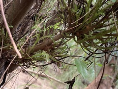 Cophinforma tumefaciens