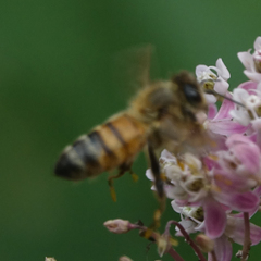 Apis mellifera