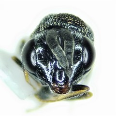 Perilampidae