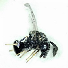 Perilampidae