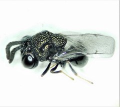 Perilampidae