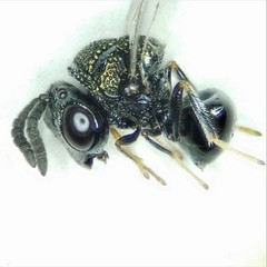 Perilampidae