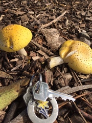 Amanita flavella