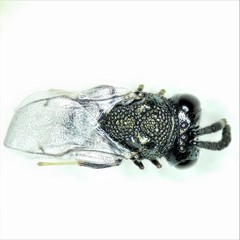 Perilampidae