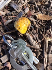 Amanita flavella