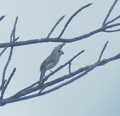 Cardinalis phoeniceus