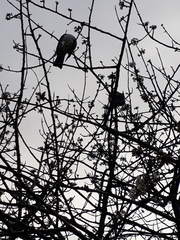 Hemiphaga novaeseelandiae