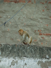 Macaca mulatta