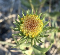 Grindelia pulchella