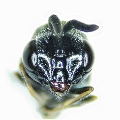 Perilampidae