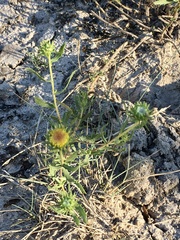 Grindelia pulchella