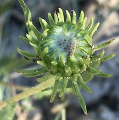Grindelia pulchella