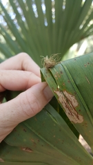 Hemisphaerota cyanea