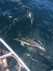 Delphinus