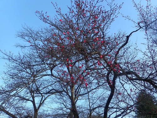 Prunus mume