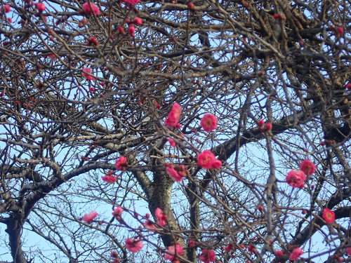 Prunus mume