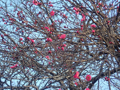 Prunus mume