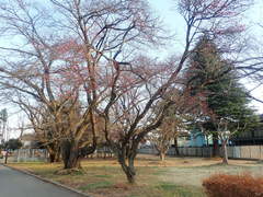 Prunus mume