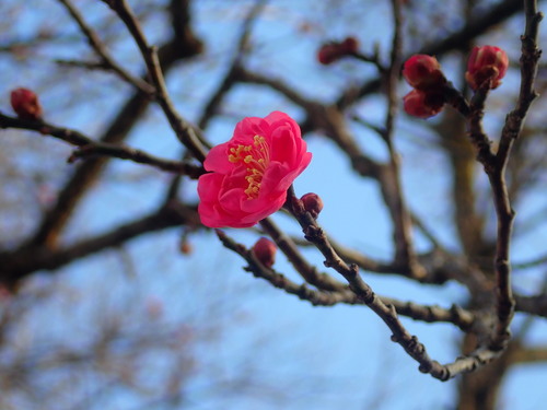 Prunus mume