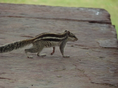 Funambulus pennantii