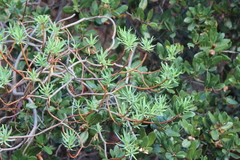 Euphorbia dendroides
