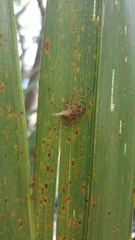 Hemisphaerota cyanea