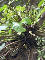Cophinforma tumefaciens