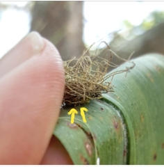 Hemisphaerota cyanea