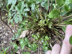 Cophinforma tumefaciens