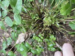 Cophinforma tumefaciens