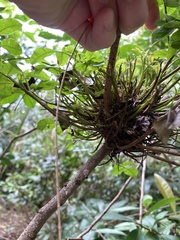 Cophinforma tumefaciens