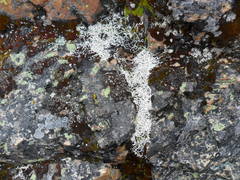 Thamnolia vermicularis